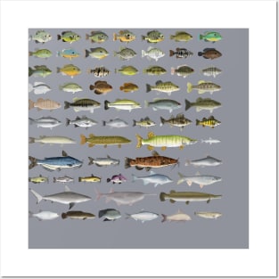 North America Freshwater Fish Group Posters and Art